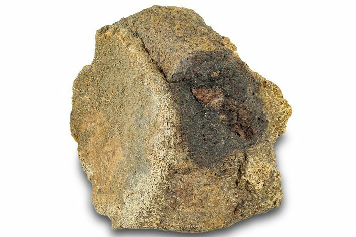 Dinosaur (Triceratops) Bone Section - Montana #312315